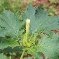 Datura stramonium L.